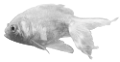 tengeri_halak_255