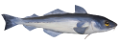 tengeri_halak_262