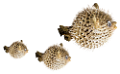 tengeri_halak_266