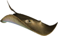 tengeri_halak_272