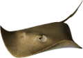 tengeri_halak_275