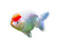 tengeri_halak_28