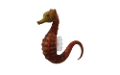 tengeri_halak_282