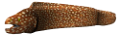 tengeri_halak_285