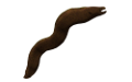 tengeri_halak_286
