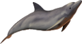 tengeri_halak_289