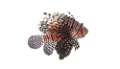 tengeri_halak_29