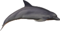 tengeri_halak_293