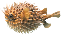 tengeri_halak_296