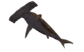 tengeri_halak_300