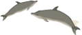 tengeri_halak_311