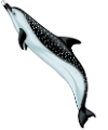 tengeri_halak_313