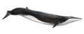 tengeri_halak_319