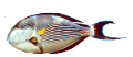 tengeri_halak_32