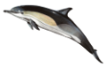 tengeri_halak_320