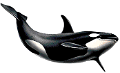 tengeri_halak_322