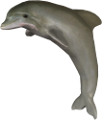 tengeri_halak_328