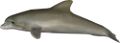 tengeri_halak_329