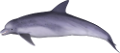 tengeri_halak_336