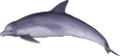 tengeri_halak_337