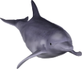 tengeri_halak_340