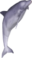 tengeri_halak_341