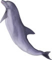 tengeri_halak_342