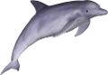tengeri_halak_344