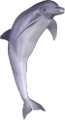 tengeri_halak_346