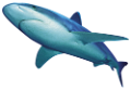 tengeri_halak_347