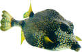 tengeri_halak_35