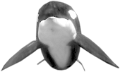 tengeri_halak_352