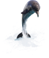 tengeri_halak_365