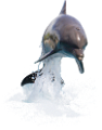 tengeri_halak_367