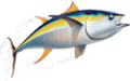 tengeri_halak_380