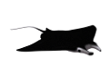 tengeri_halak_388