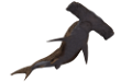 tengeri_halak_389