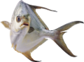 tengeri_halak_39