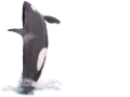 tengeri_halak_40