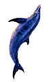 tengeri_halak_400
