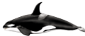 tengeri_halak_403