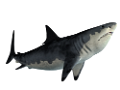 tengeri_halak_417