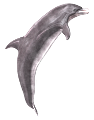 tengeri_halak_422
