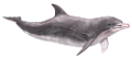 tengeri_halak_423