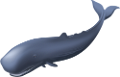 tengeri_halak_427