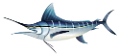 tengeri_halak_428