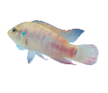 tengeri_halak_43