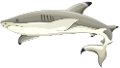 tengeri_halak_431
