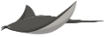 tengeri_halak_432
