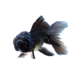 tengeri_halak_45
